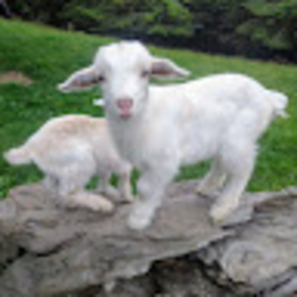 Meet your Posher, Leslie